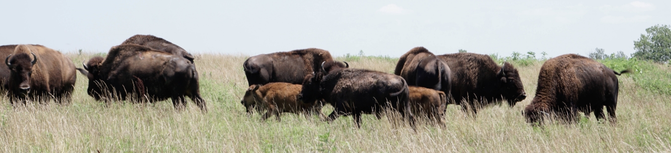 Photo of buffalo feeding with young ones